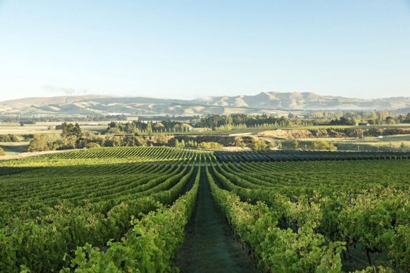 From Christchurch: Guided Local Wine Tours in Waipara - From Christchurch: Guided Local Wine Tours in Waipara – A Detailed Review