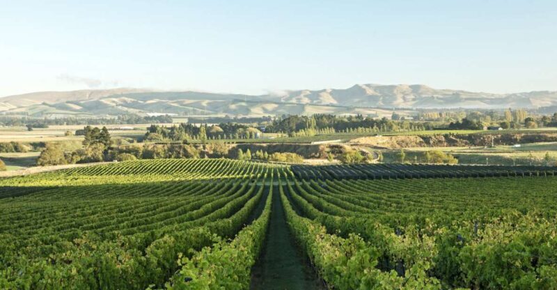 From Christchurch: Guided Local Wine Tours in Waipara - What Makes This Tour Stand Out?