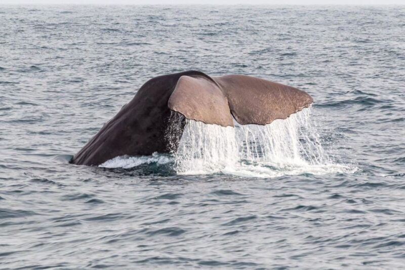 From Christchurch: Kaikura Day Tour With Whale Watching - From Christchurch: Kaikura Day Tour With Whale Watching