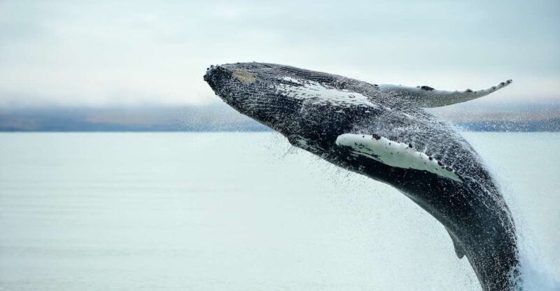 From Christchurch: Kaikura Day Tour With Whale Watching - Key Points