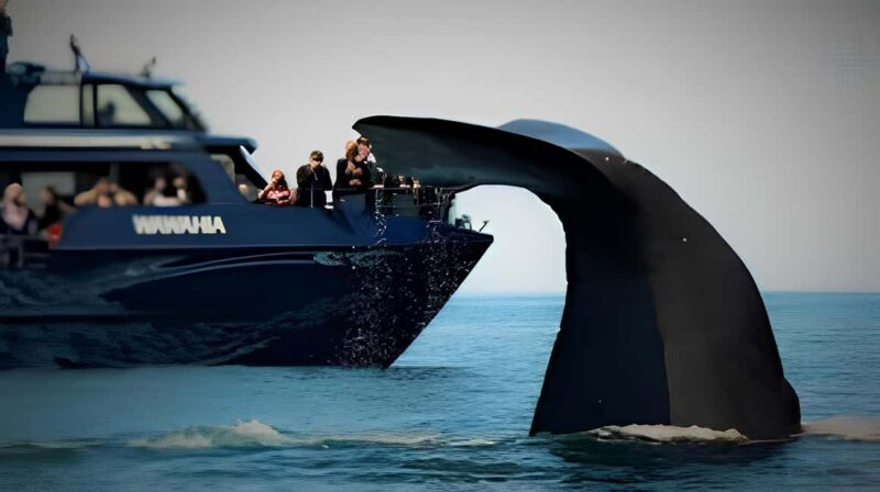 From Christchurch: Private Kaikoura Tour with Guide - From Christchurch: Private Kaikoura Tour with Guide