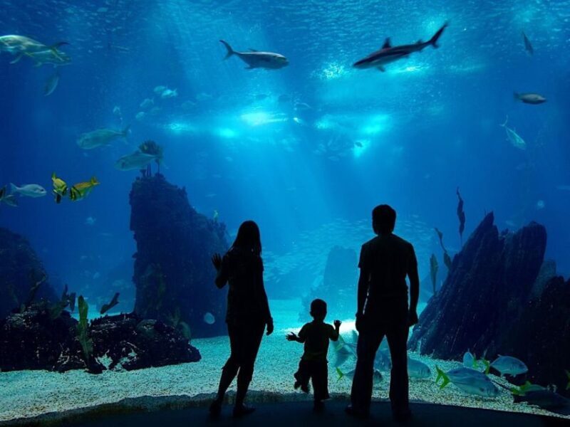 From city of Side: Antalya Aquarium Full-Day Trip - Key Points