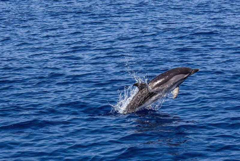 From city of Side: Dolphin Watching Boat Tour with Lunch - Who Will Enjoy This Tour?