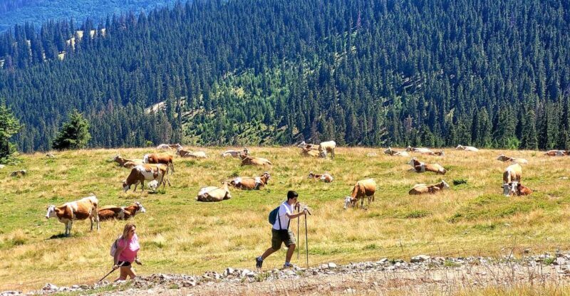 From Cluj-Napoca: Day Hike to Vldeasa Peak - Exploring the Vldeasa Mountain Hike in Detail