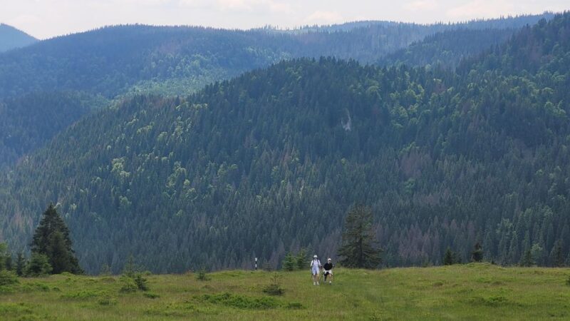 From Cluj-Napoca: Day Hike to Vldeasa Peak - Practical Details and Tips