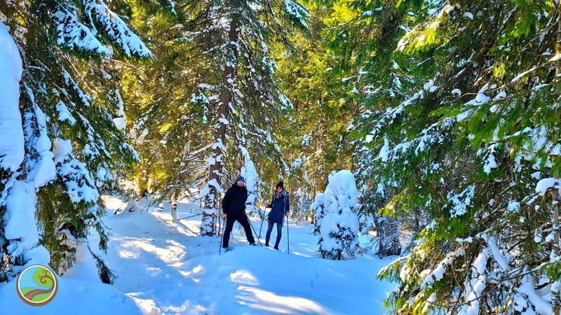 From Cluj: Winter Walking Trip on the Great Mountain - Who the Tour Is For