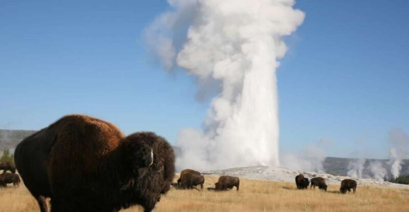 From Cody: Full-Day Yellowstone National Park Tour - Key Points