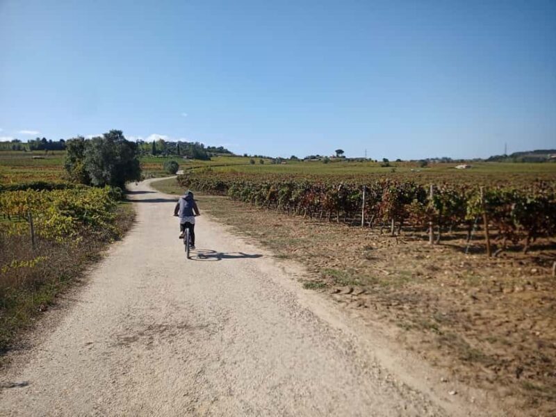 From Coimbra: Cycling in the Vineyards of Bairrada - Exploring the Bairrada Vineyards by Bike: A Detailed Review