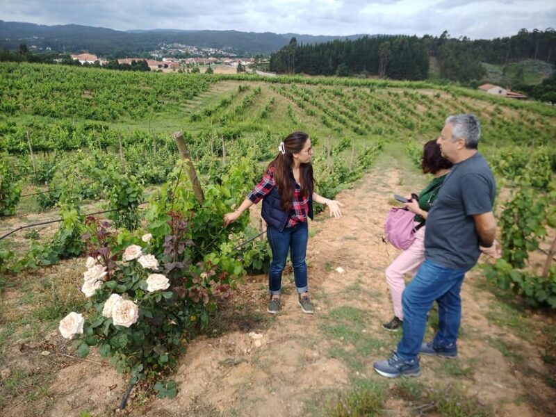 From Coimbra: Dão Wine Route Experience - The Sum Up