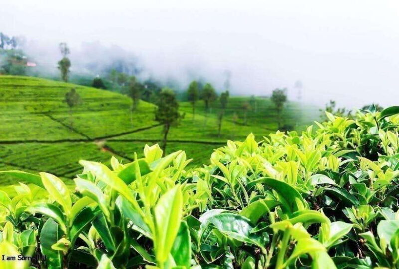 From Colombo: 2-Day Tour to Nuwara Eliya and Kandy - A Detailed Look at the 2-Day Sri Lankan Adventure