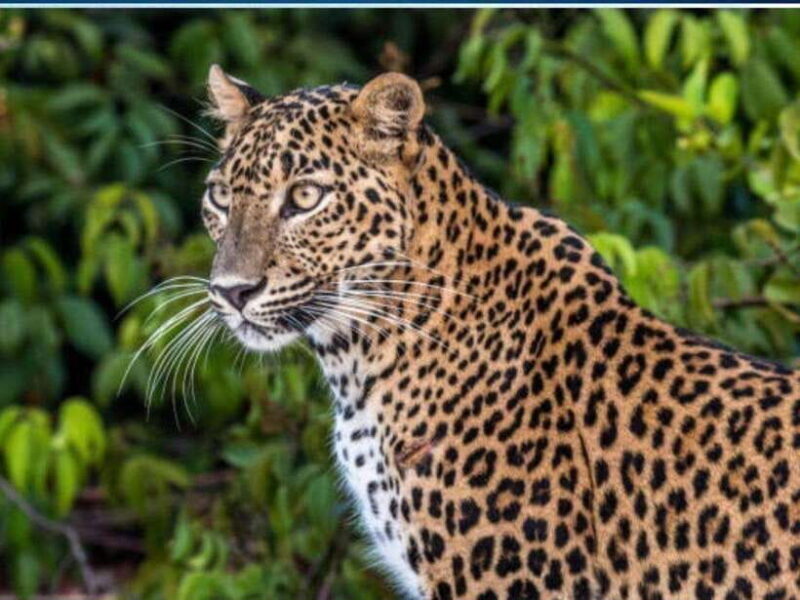 From Colombo: 2-Day Trip to Arugam Bay with Yala Safari - Overall Value and Who Will Enjoy This Trip