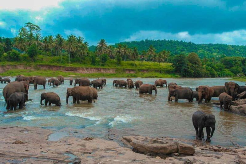 From Colombo: 4-Day Sri Lanka Tour with Elephant Orphanage - An In-Depth Look at This 4-Day Sri Lanka Adventure