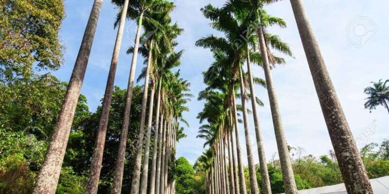 From Colombo : Day Trip to Kandy/ Pinnwala/ Royal Gardens - Authenticity and Value: What You’re Really Getting