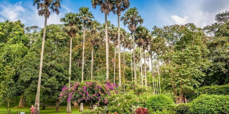 From Colombo : Day Trip to Kandy/ Pinnwala/ Royal Gardens - The Sum Up