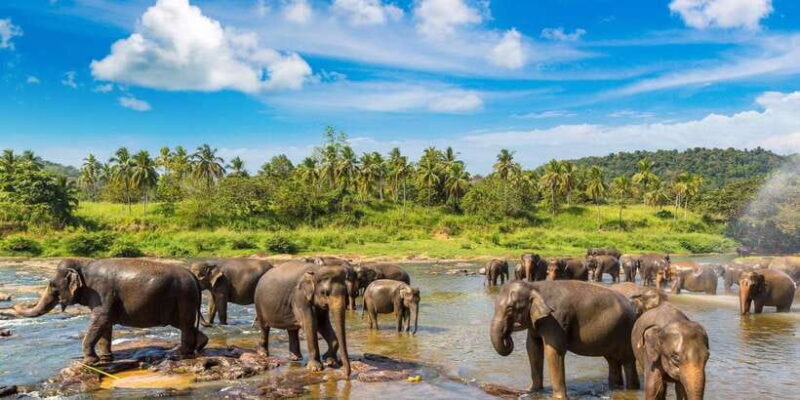 From Colombo - Day Trip to Kandy/ Pinnwala/ Royal Gardens - The Sum Up