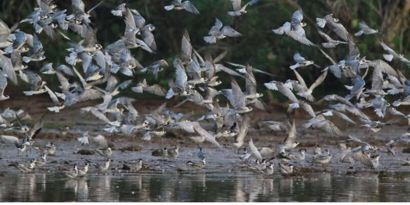 From Colombo: Dutch Canal Boat Adventure (Private) - From Colombo: Dutch Canal Boat Adventure (Private) — A Deep Dive