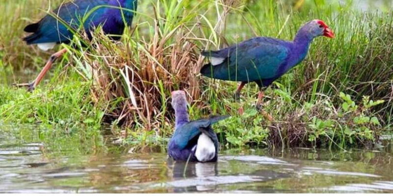 From Colombo: Dutch Canal Boat Adventure (Private) - A Complete Look at the Dutch Canal Boat Adventure