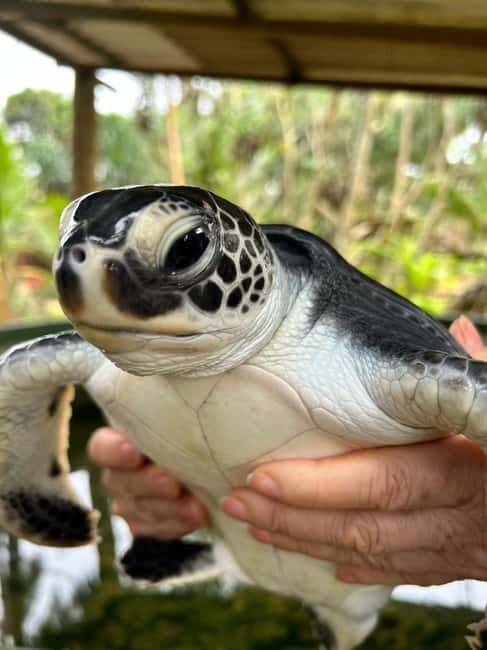 From Colombo: Galle Fort & Jungle Beach, Bentota Day Tour - Who Should Consider This Tour?