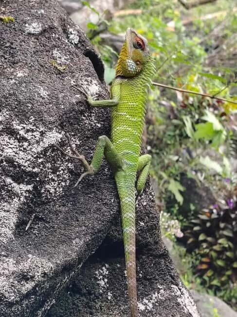 From Colombo/Kalutara: Full-Day Sinharaja Guided Eco Trek - Key Points
