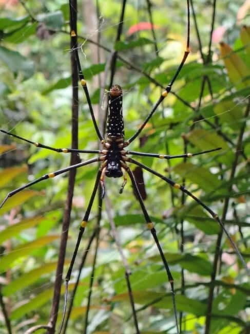 From Colombo/Kalutara: Full-Day Sinharaja Guided Eco Trek - The Experience in Detail: Why It Matters