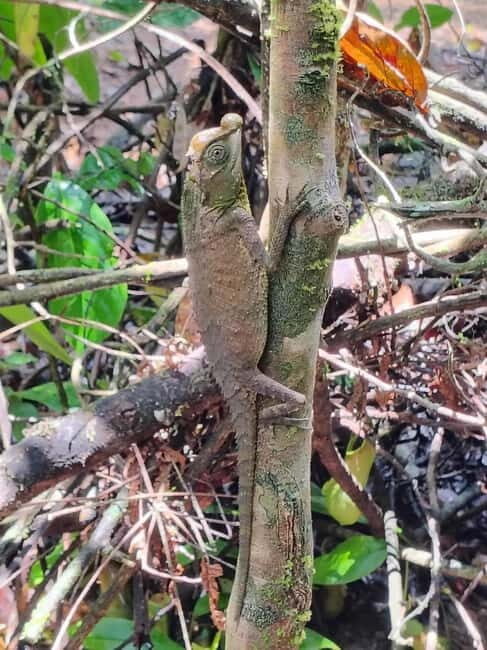 From Colombo/Kalutara: Full-Day Sinharaja Guided Eco Trek - Final Thoughts: Is This Tour for You?