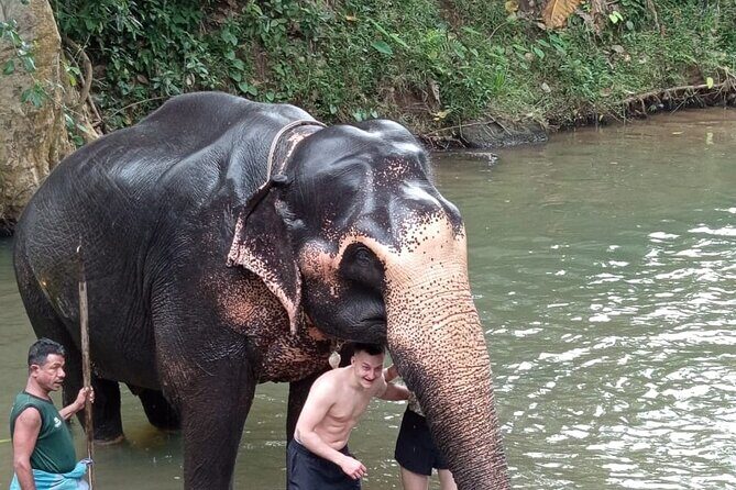 From Colombo: Kandy and Pinnawala Full-Day Trip - The Sum Up