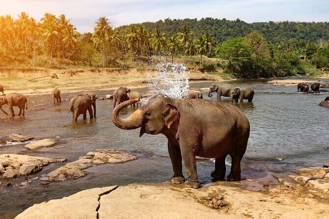 From Colombo: Kandy and Pinnawala Full-Day Trip - FAQ