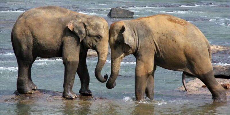 From Colombo: Kandy and Pinnawala Full-Day Trip - Frequently Asked Questions (FAQs)