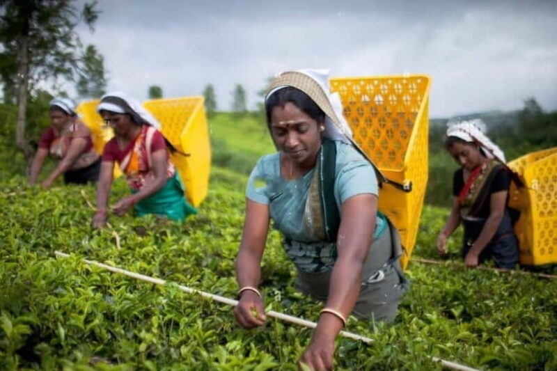 From Colombo: Kandy, Pinnawala and Tea Factory Full-Day Trip - Practical Considerations: What to Know Before You Go