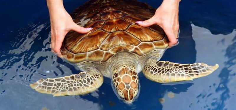 From Colombo/Negombo: Galle, Madu River, and Turtle Hatchery - Who Is This Tour Best For?