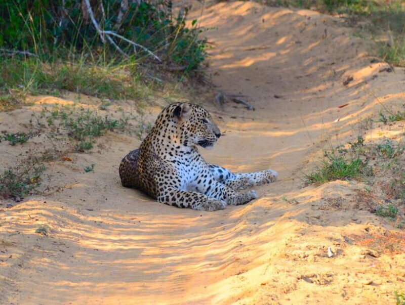 From Colombo/Negombo: Wilpattu National Park 4x4 Safari Tour - FAQ