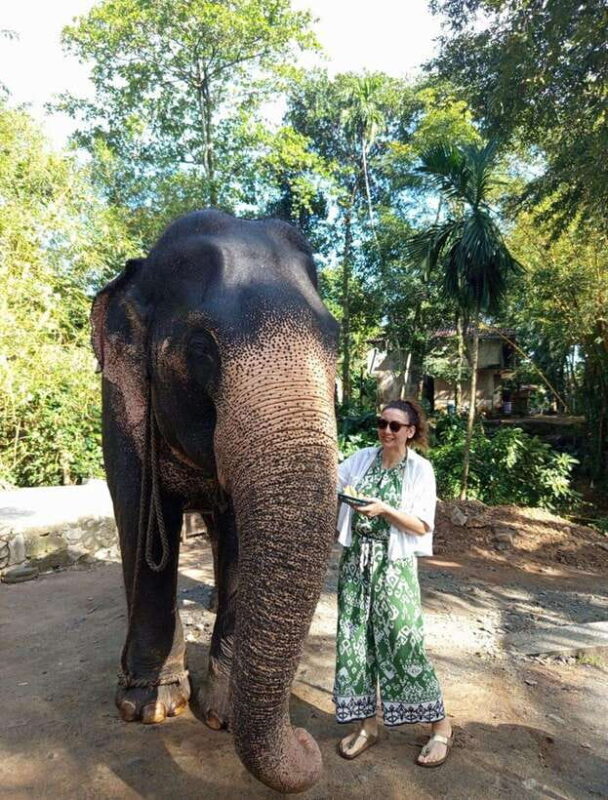 From Colombo or Negombo: Pinnawala, Kandy & Tea Factory Tour - Key Points