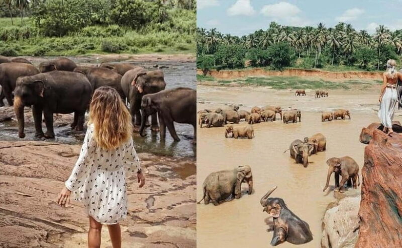 From Colombo: Pinnawala & Tea factory with Kandy Hotel Drop - From Colombo: Pinnawala & Tea Factory with Kandy Hotel Drop — A Detailed Look