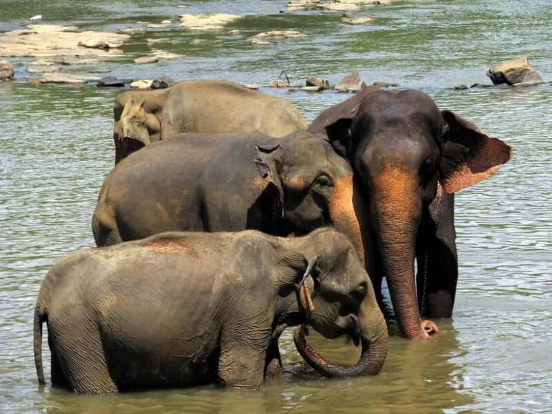 From Colombo: Pinnawala & Tea factory with Kandy Hotel Drop - FAQ