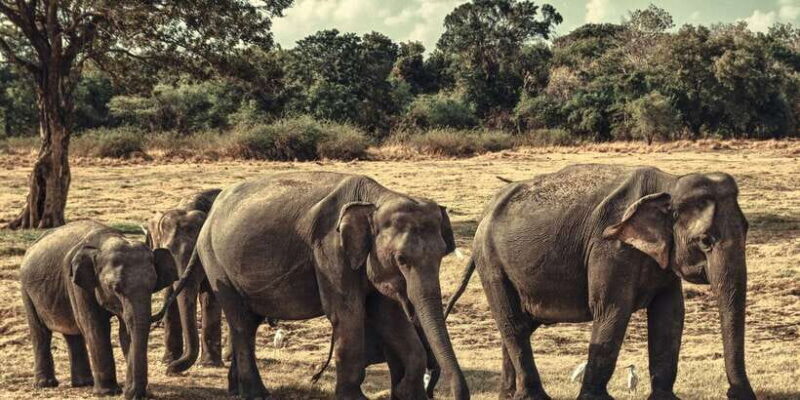 From Colombo: Private Minneriya National Park Day Safari - Key Points