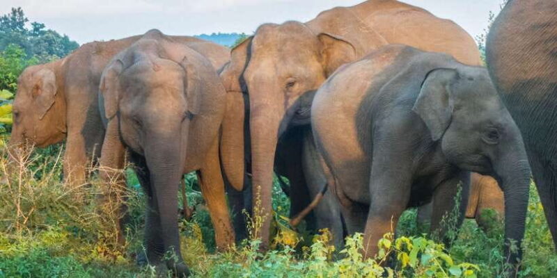 From Colombo: Private Minneriya National Park Day Safari - A Deep Dive into the Experience