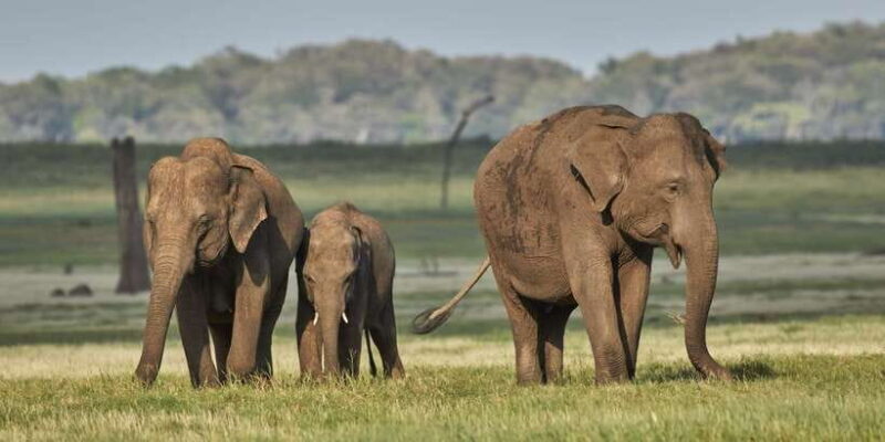 From Colombo: Private Minneriya National Park Day Safari - Practical Tips for Your Safari