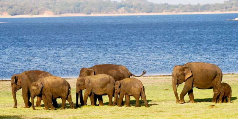 From Colombo: Private Minneriya National Park Day Safari - FAQ