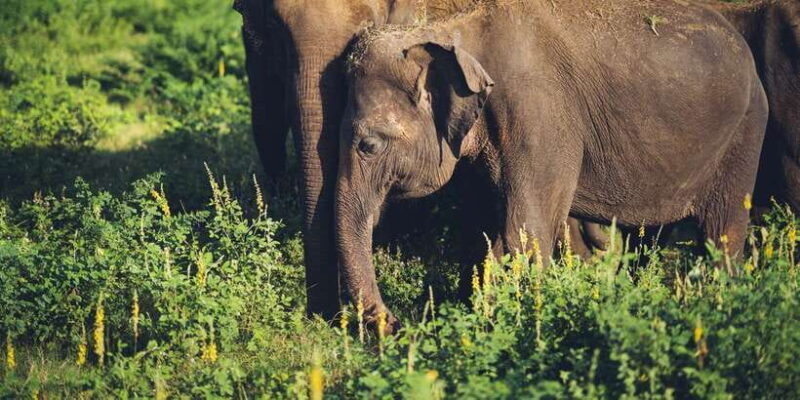 From Colombo: Private Minneriya National Park Day Safari - Final Thoughts