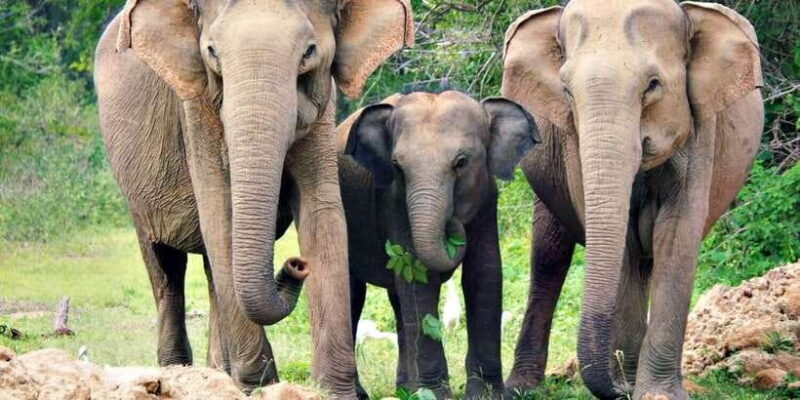 From Colombo: Sigiriya and Dambulla Day Trip with Safari - The Sum Up