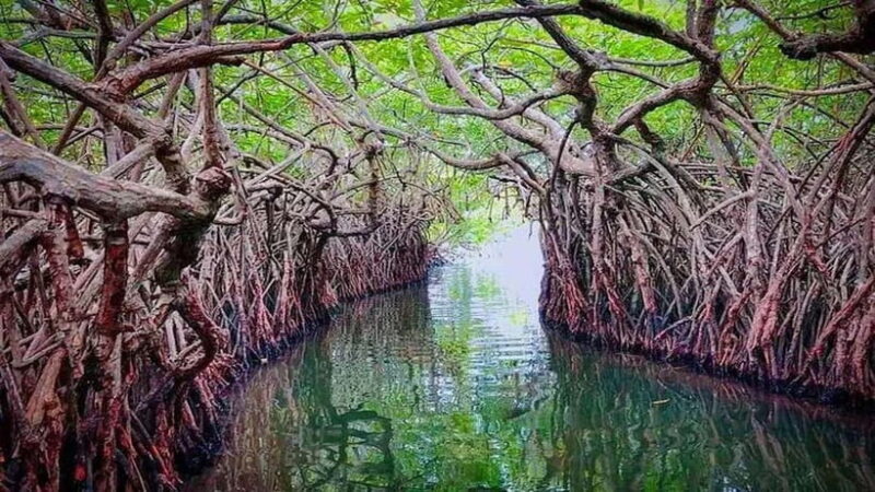 From Colombo to Galle Fort and Unawatuna Beach Day Trip - A Detailed Look at the From Colombo to Galle Fort and Unawatuna Beach Day Trip