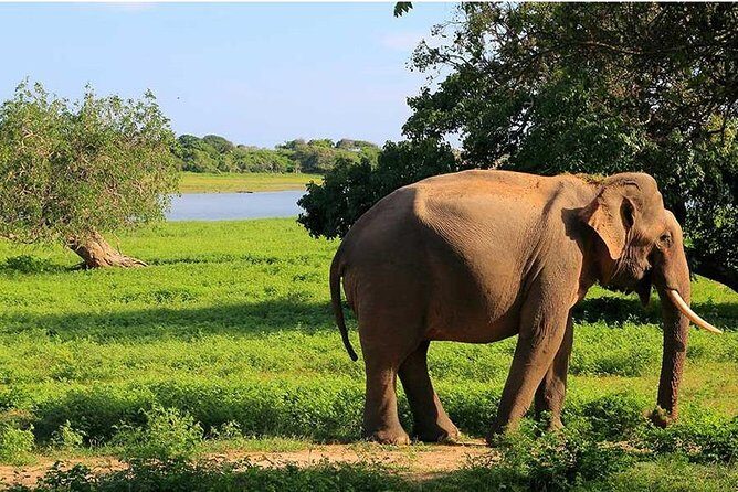 From Colombo to Sigiriya Fortress, Dambulla & Minneriya Safari - Key Points