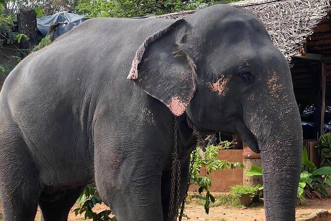 From Colombo to Sigiriya Fortress, Dambulla & Minneriya Safari - Final Thoughts