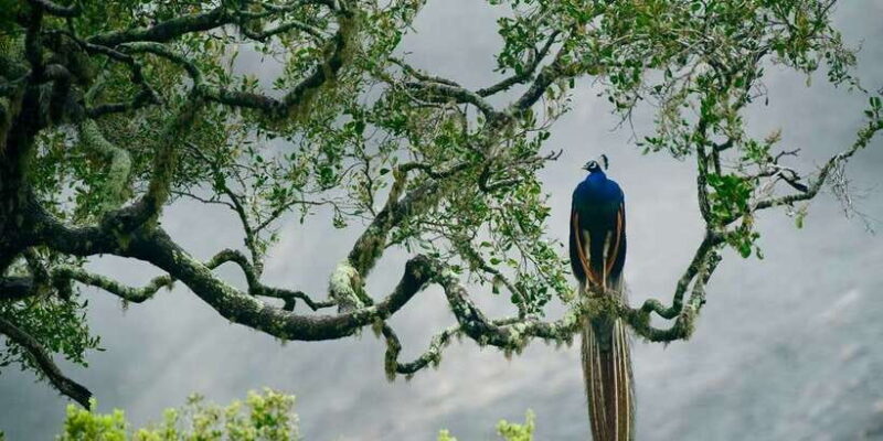 From Colombo: Udawalawa Safari & Elephant Transit Home Tour - Practical Details & What You Should Know