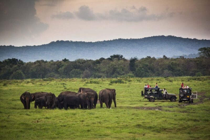 From Colombo: Udawalawa Safari & Elephant Transit Home Tour - The Sum Up: Is the Udawalawa Safari & Elephant Transit Home Tour Worth It?