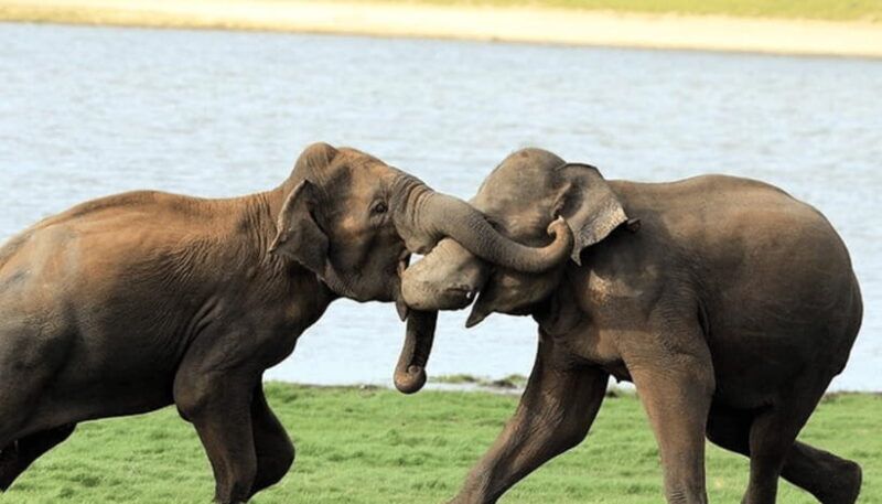 From Colombo: Udawalawe Park and Elephants Orphanage - From Colombo: Udawalawe Park and Elephants Orphanage – A Practical Guide to an Authentic Wildlife Experience