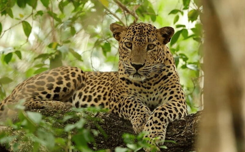 From Colombo: Wilpattu National Park Safari - From Colombo: Wilpattu National Park Safari – A Day in the Wildlife