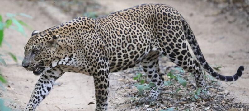 From Colombo: Wilpattu National Park Safari - Key Points