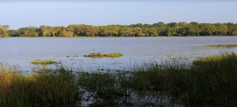 From Colombo: Wilpattu National Park Safari - Practical Details and What to Know Before Booking