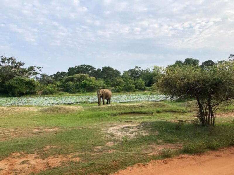 From Colombo: Yala National Park Private Jeep Safari - Key Points